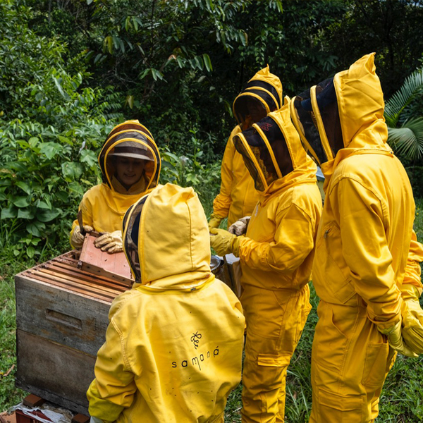 Acompañamiento en apicultura a familias campesinas
