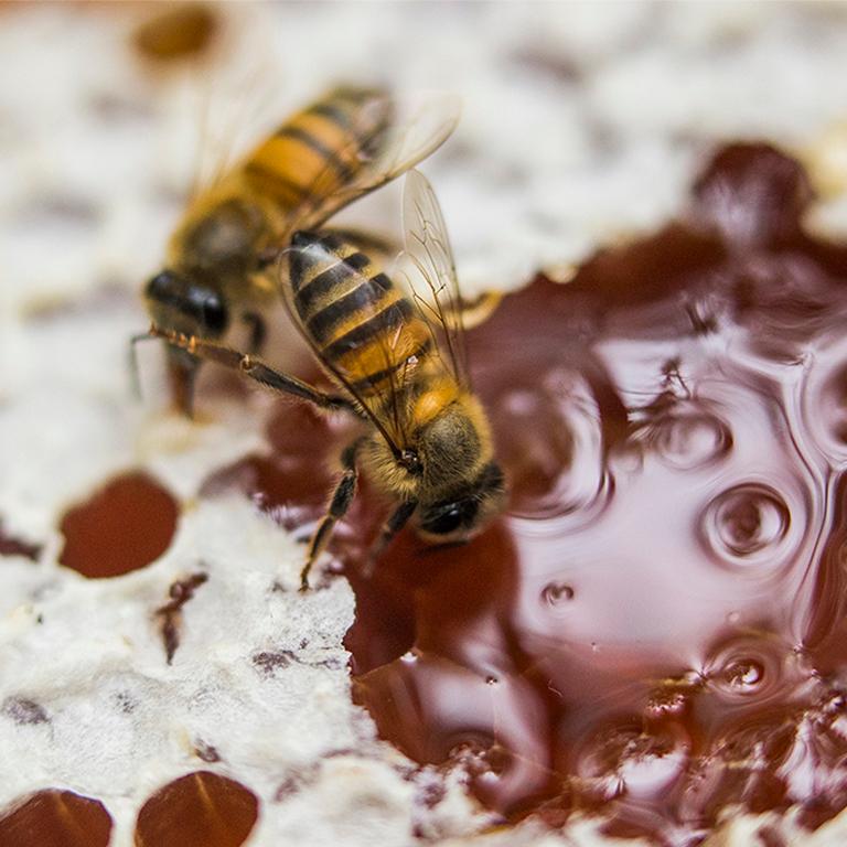 abejas y miel